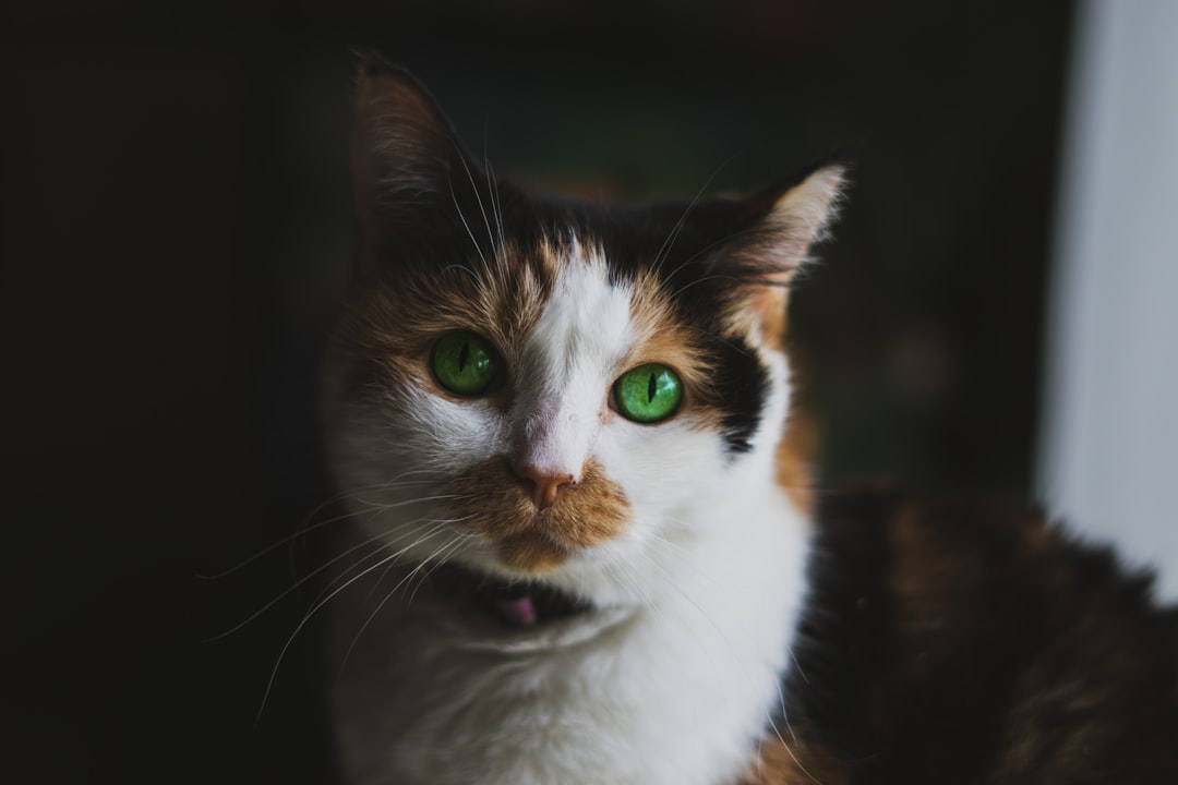 Cat.