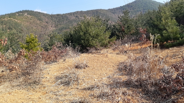 대구지방법원2023타경101028 본건 번호 (1) 토지 중단부 서측 지상의 파묘 전경