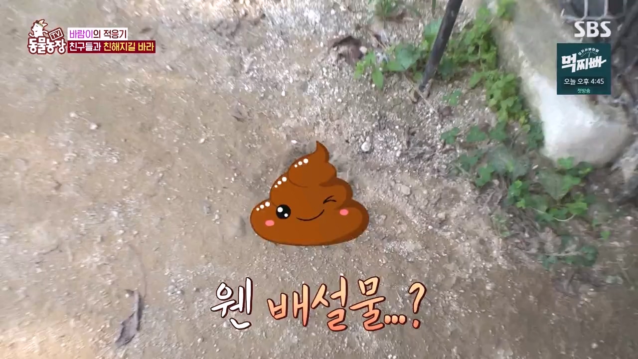TV 동물농장.E1140.231009p-NEXT.mp4_20231008_174828.122.jpg