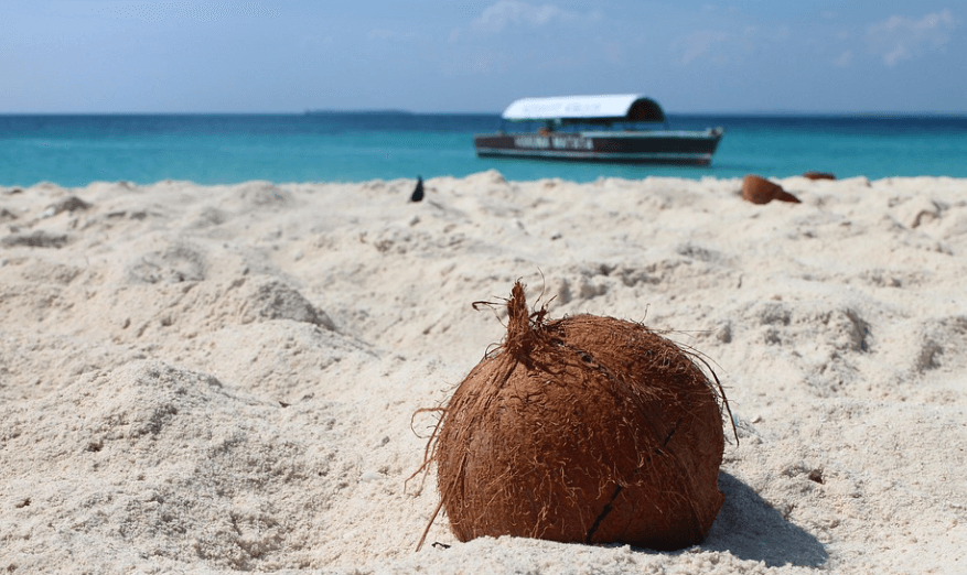 모래사장에-박혀있는-코코넛