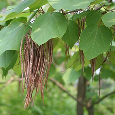 Gae Paulownia-이미지
