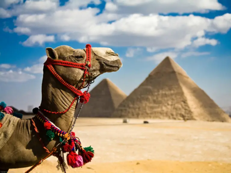 사막위에 낙타 머리 뒤로 두개의 피라미드가 있는 사진