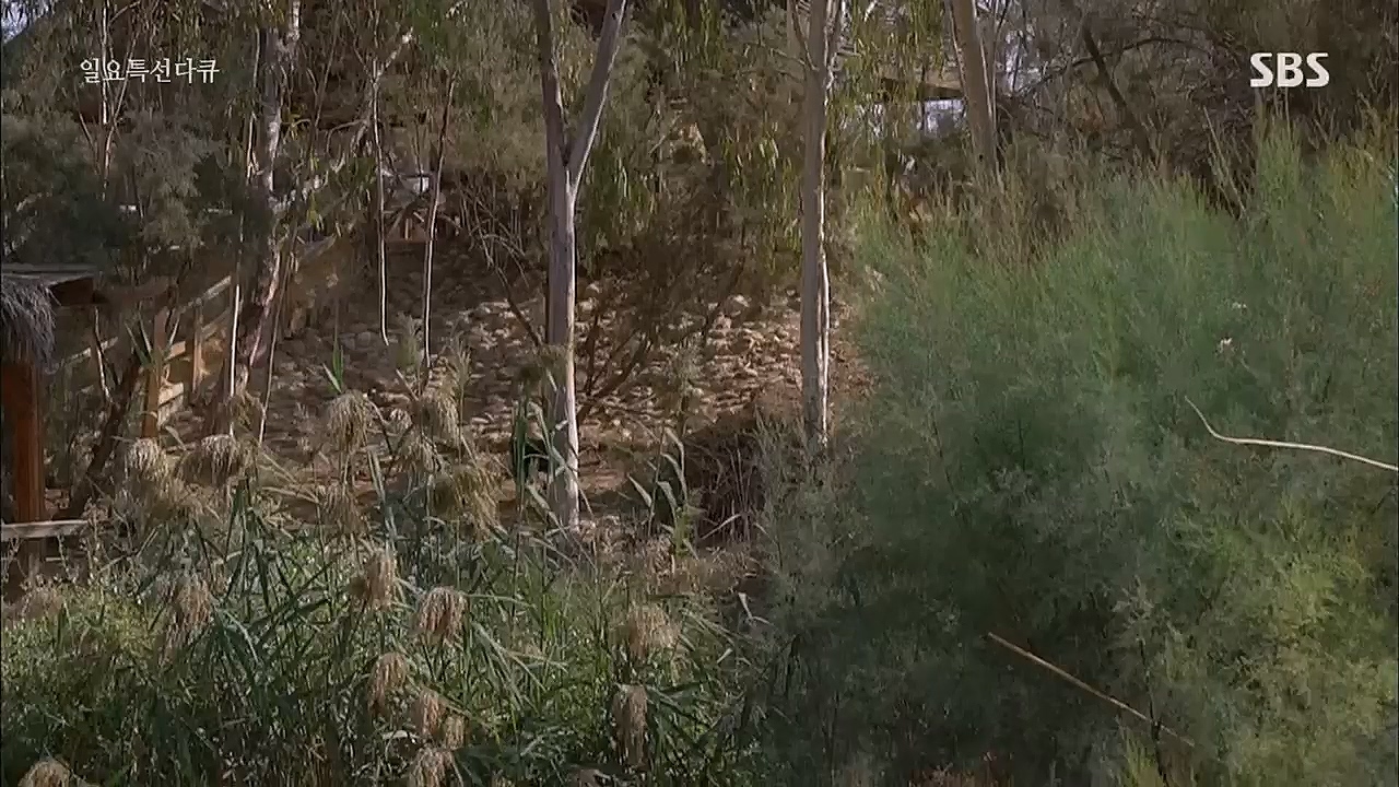 일요 특선 다큐멘터리.E301.221226p.H264-F1RST.mp4_20230109_201636.039.jpg