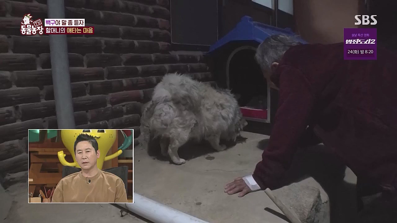 TV 동물농장.E1104.230123p.WANNA.mp4_20230123_195409.570.jpg