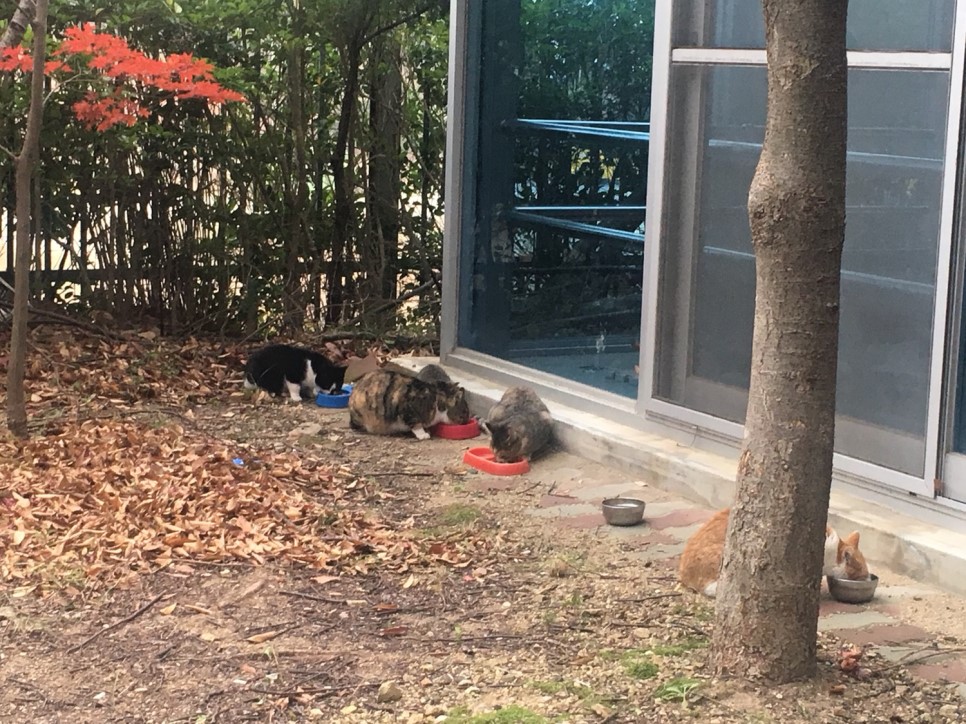고양이편지 이미지