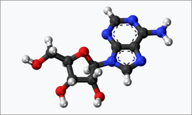 아데노신 분자모형