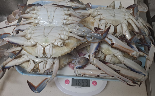 꽃게1.5kg