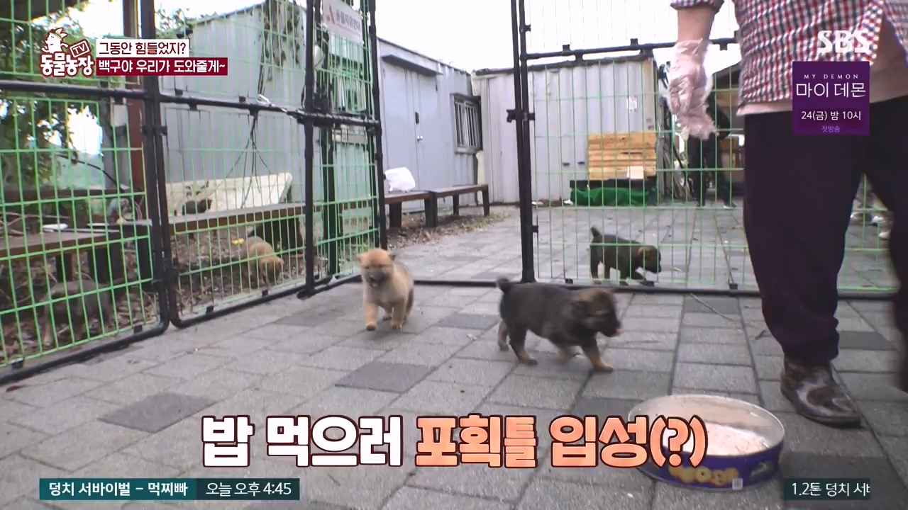 TV 동물농장.E1144.231106p-NEXT.mp4_20231105_180000.801.jpg