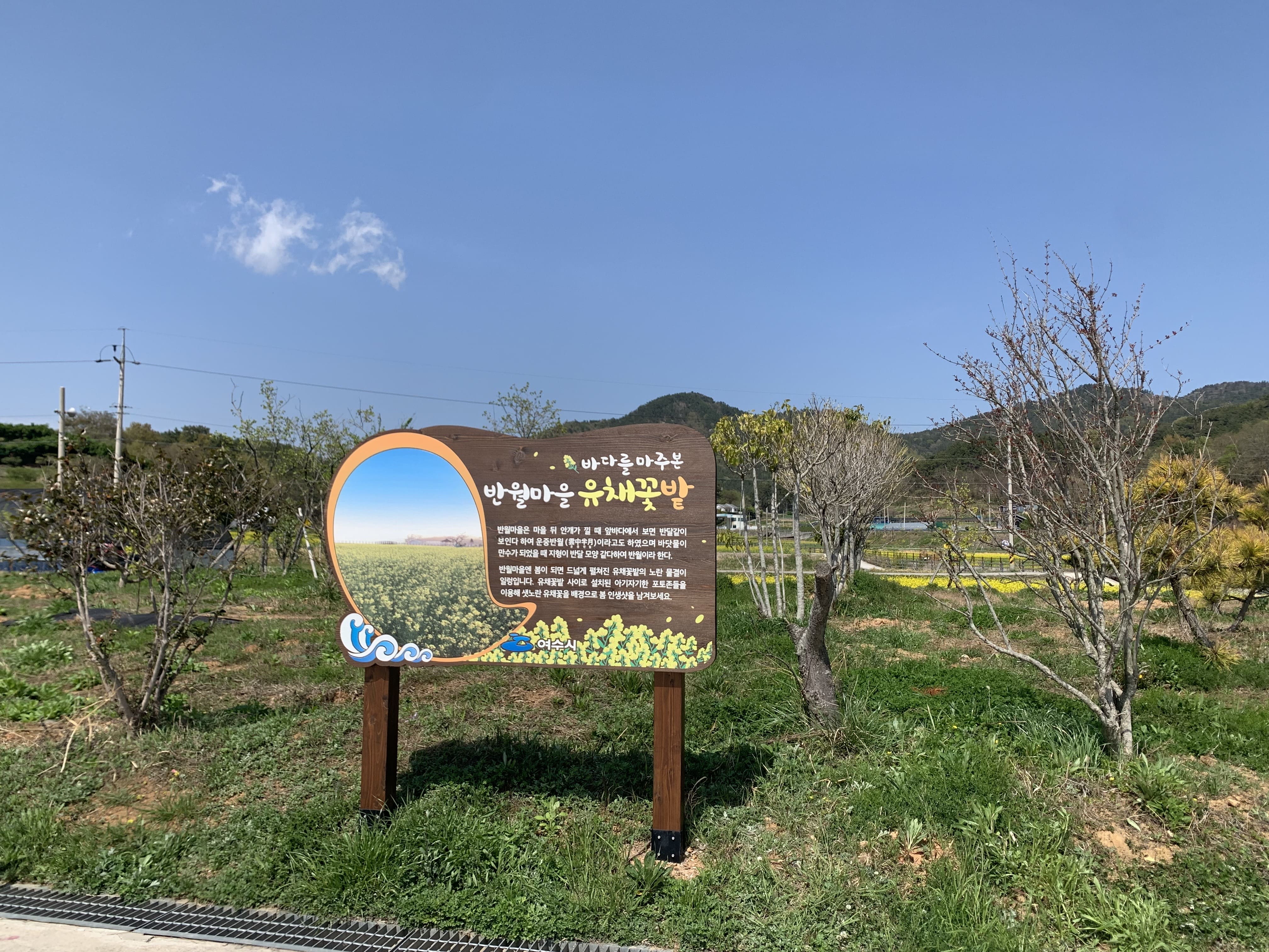 반월마을 유채꽃밭