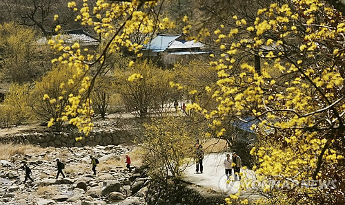 산수유꽃축제