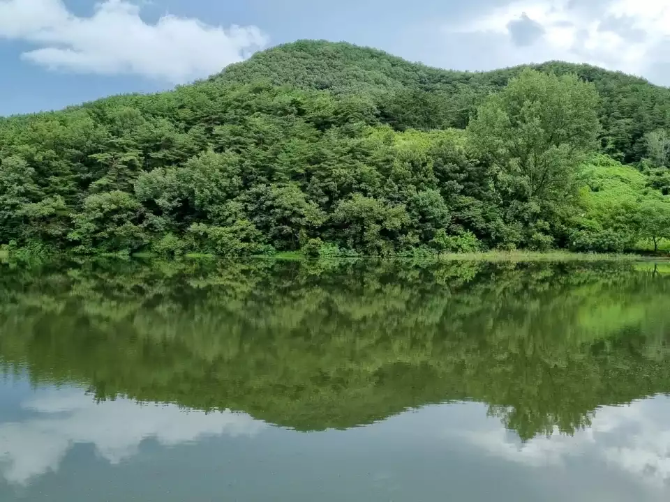 반곡지 뒷산은 바라보는 것만으로도 눈을 맑게 합니다.