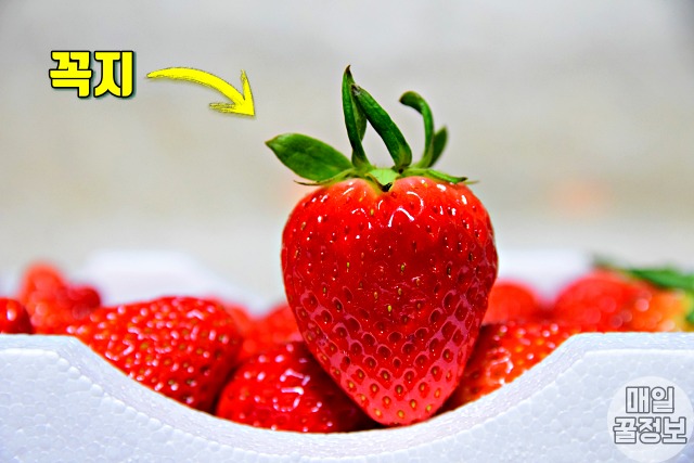 맛있는 딸기 고르는법 5가지 딸기 꼭지 위로, 딸기 효능, 생활 팁줌 매일꿀정보