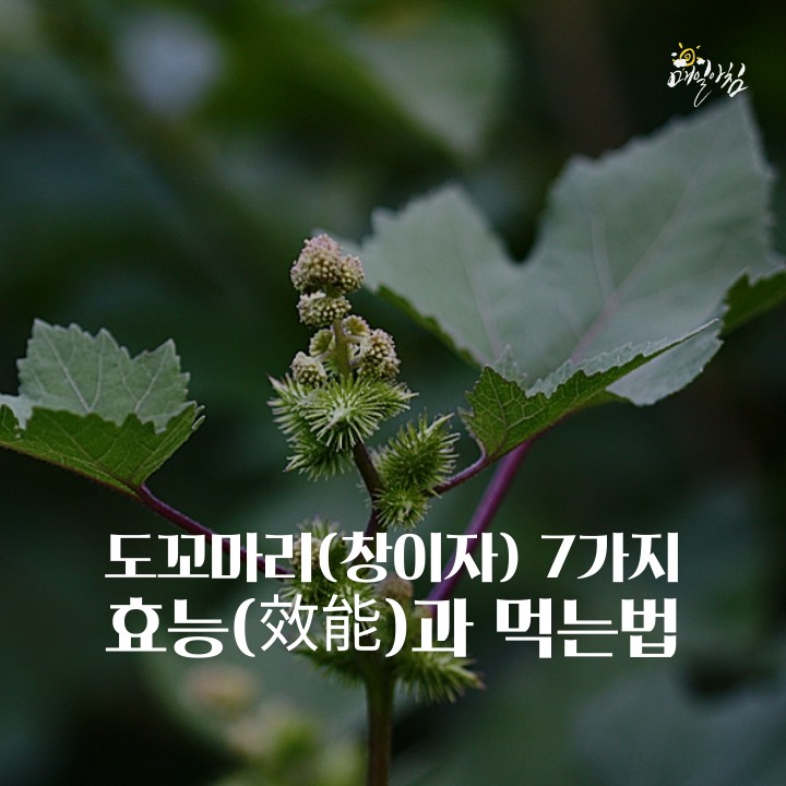  [매일아침좋은글] 도꼬마리(창이자) 7가지 효능(效能)과 먹는법