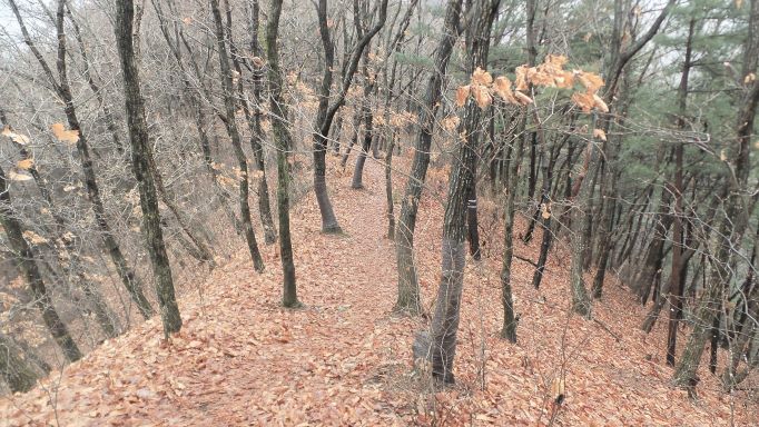 소나무 참나무 숲이 빼곡한 능선길&#44; 수북한 갈잎&#44;