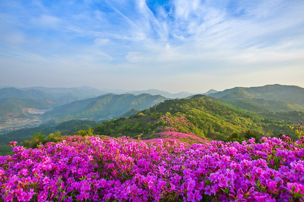 장수 봉화산 철쭉군락지