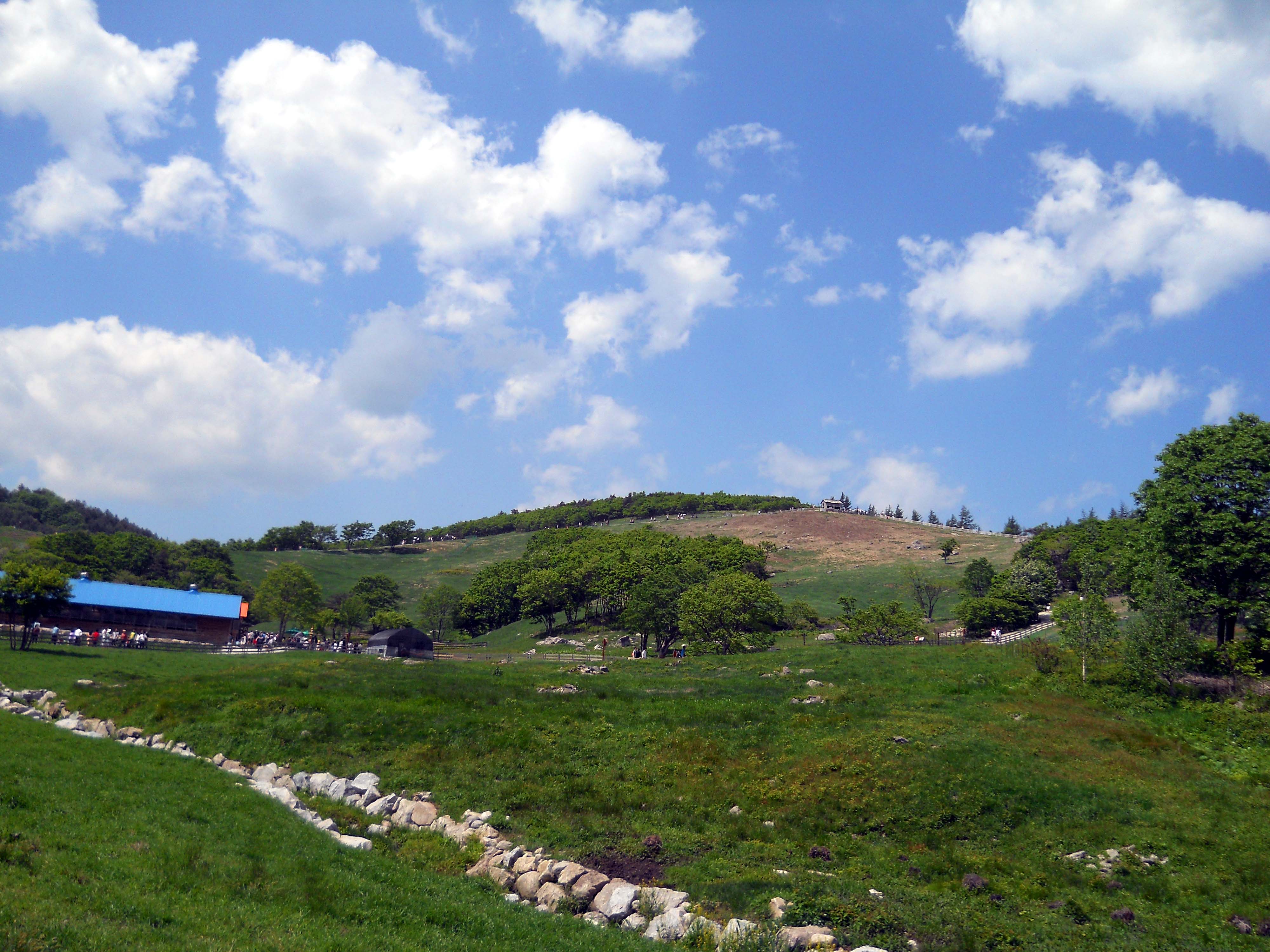 대관령 양떼목장(Daegwallyeong Sheep Farm)