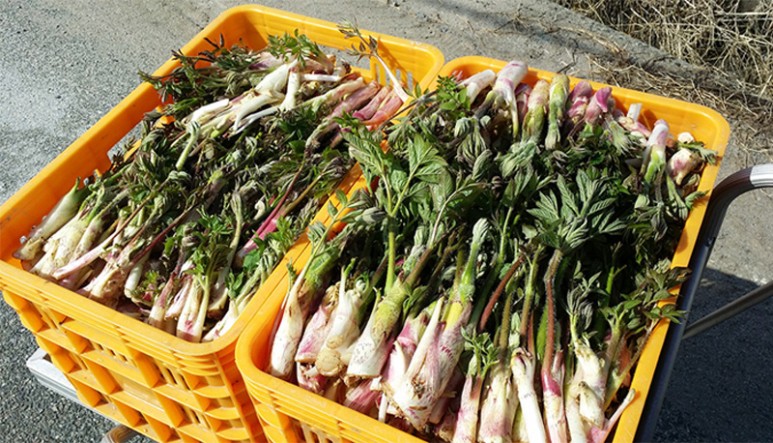 거창 대구 판매 손질 및 보관법 제철 봄나물 우도열매 - 2021년 9