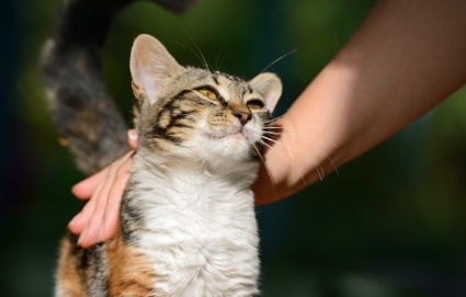 쓰다듬을 수 있는 고양이.