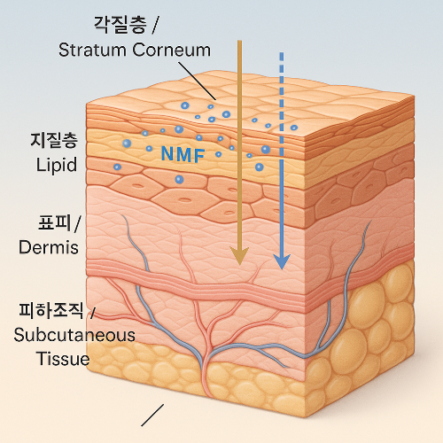 보습제 피부표면으로 흡수되는 인포그래픽