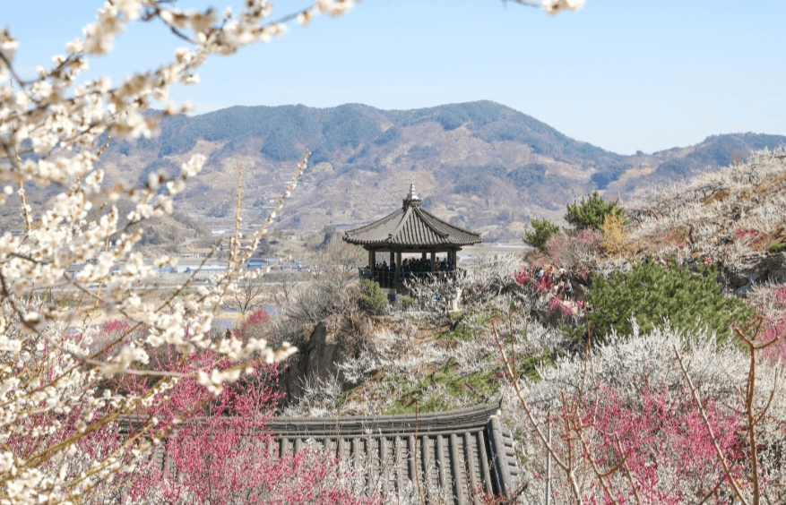 2025 광양 매화축제 기간 입장료 주차장 총정리