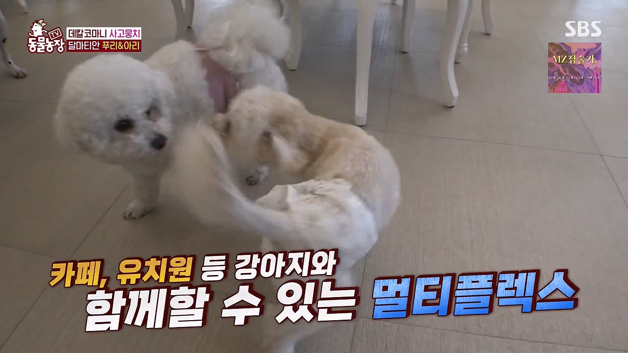 TV 동물농장.E1175.240610p-NEXT.mp4_20240609_160229.223.jpg