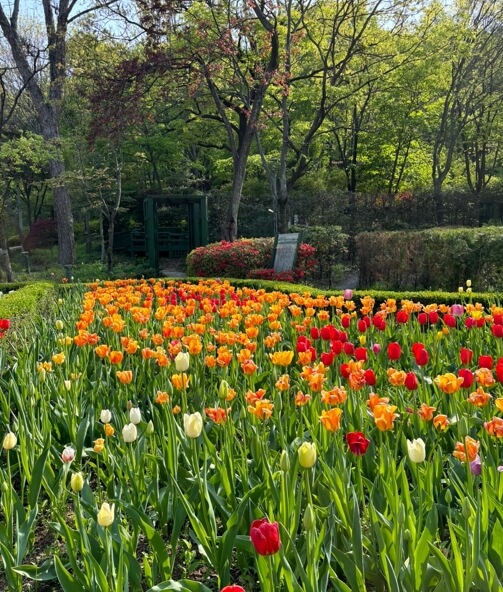 신구대학교식물원-4월-튤립축제