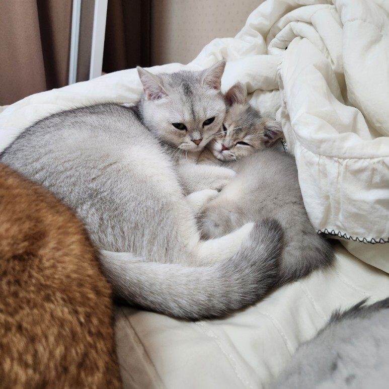 고양이