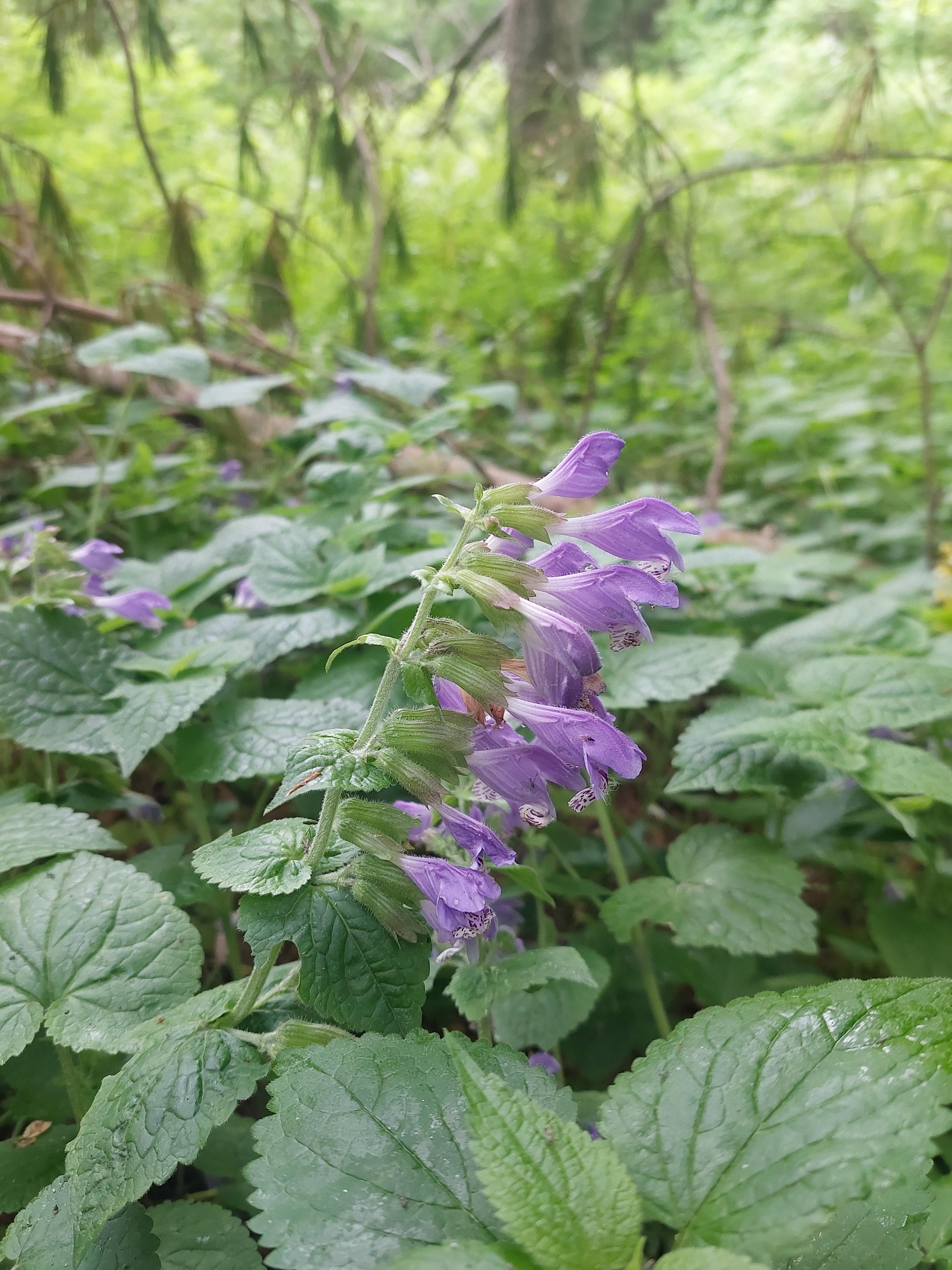 선자령