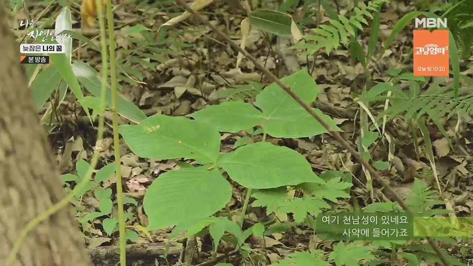나는 자연인이다.E561.230705p.H264-F1RST.mp4_20230706_213031.926.jpg