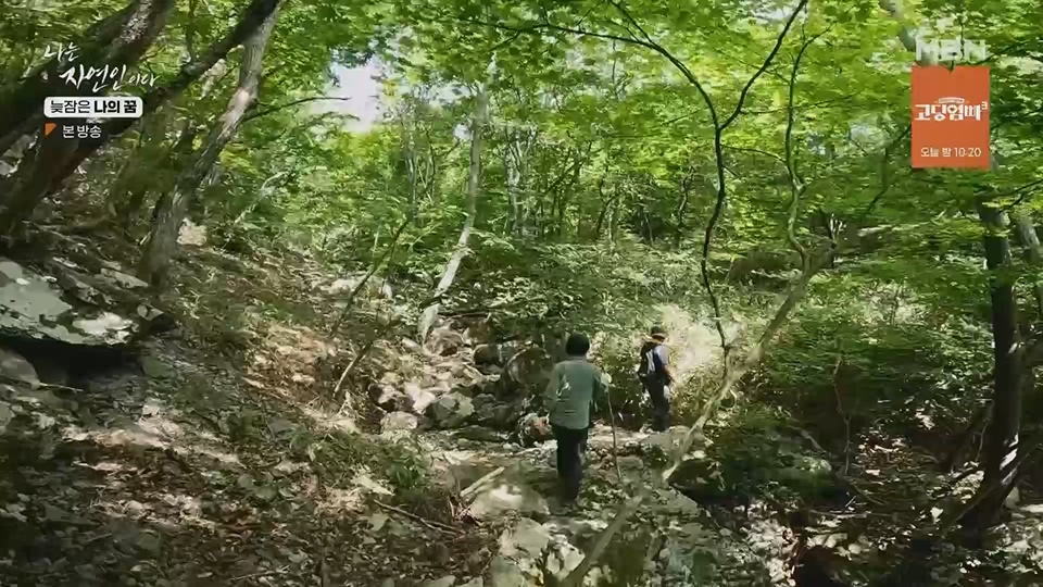 나는 자연인이다.E561.230705p.H264-F1RST.mp4_20230706_213037.938.jpg