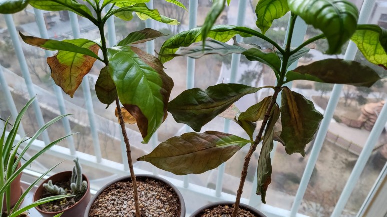 퓨처 그린 식물등으로! 11