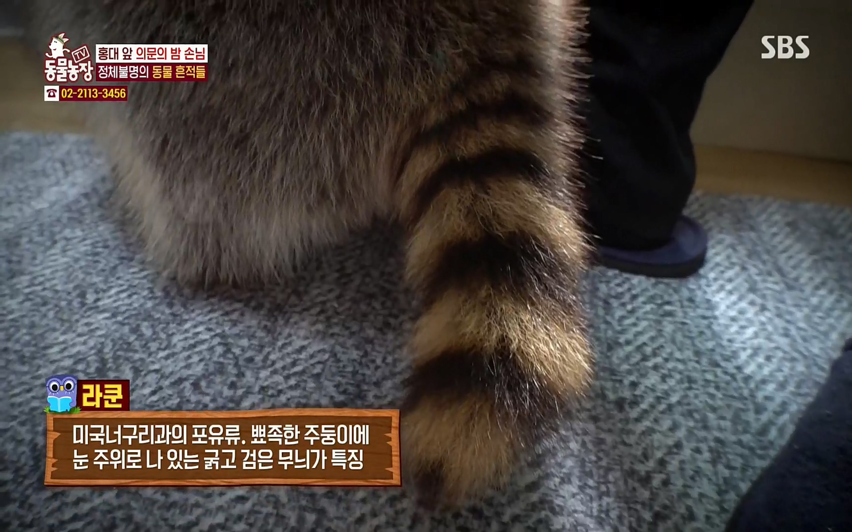 TV 동물농장.E1066.220424p.H264-F1RST.mp4_20220424_195652.562.jpg