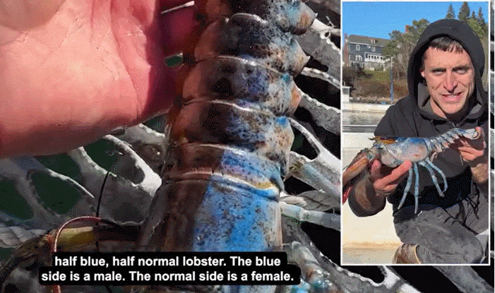  양성에 두가지 색을 가진 희귀 '랍스터' VIDEO: 'Trans' Atlantic! Rare lobster named Bowie found in Maine is two sexes and two colors
