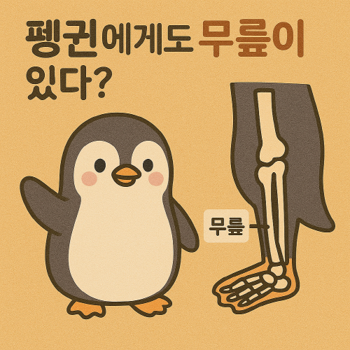펭귄 무릎에 대한 이야기