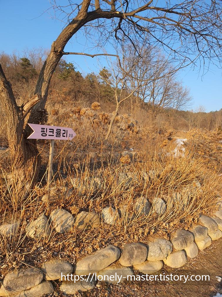 핑크뮬리