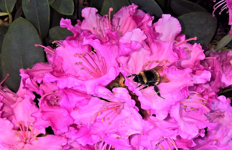 분홍색-진달래꽃에-벌이-앉아있는-사진