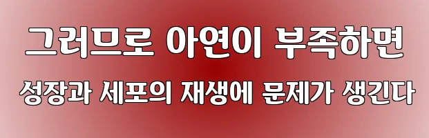  그러므로 아연이 부족하면 성장과 세포의 재생에 문제가 생긴다
