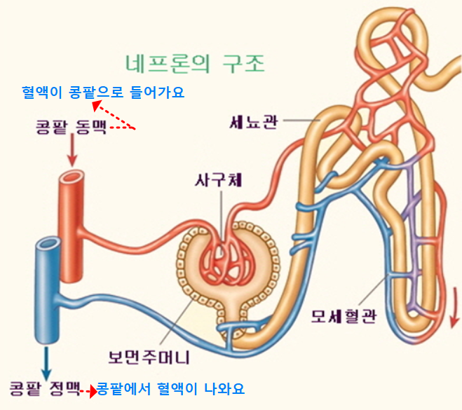 네프론의 구조