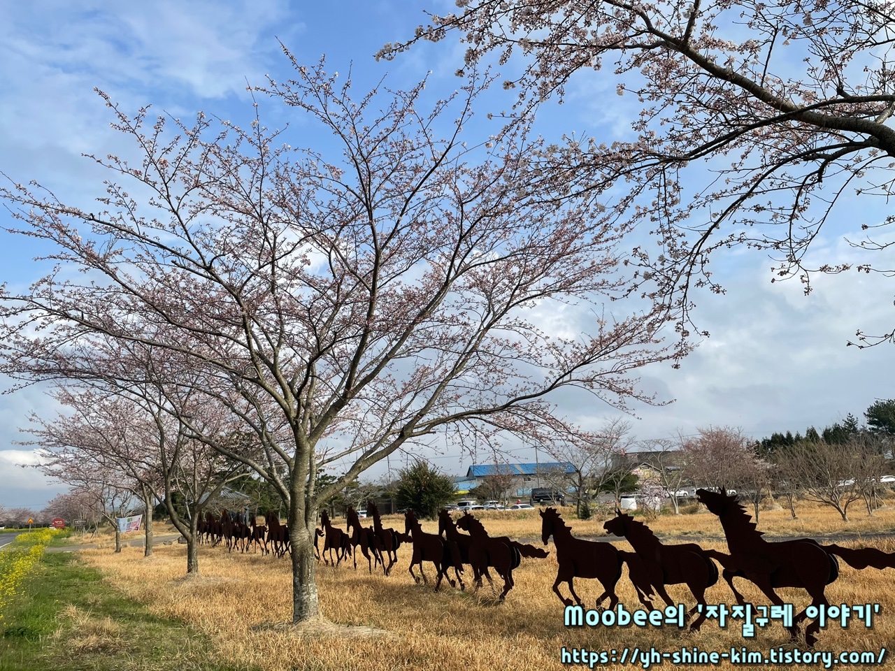 제주 녹산로 유채꽃도로