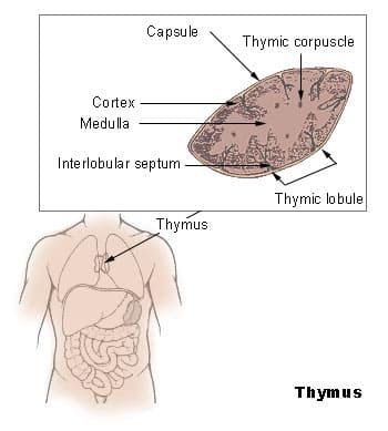  우리가 모르는 암 막아주는 장기 Not Just a “Disposable” Organ: Your Thymus May Be Saving Your Life