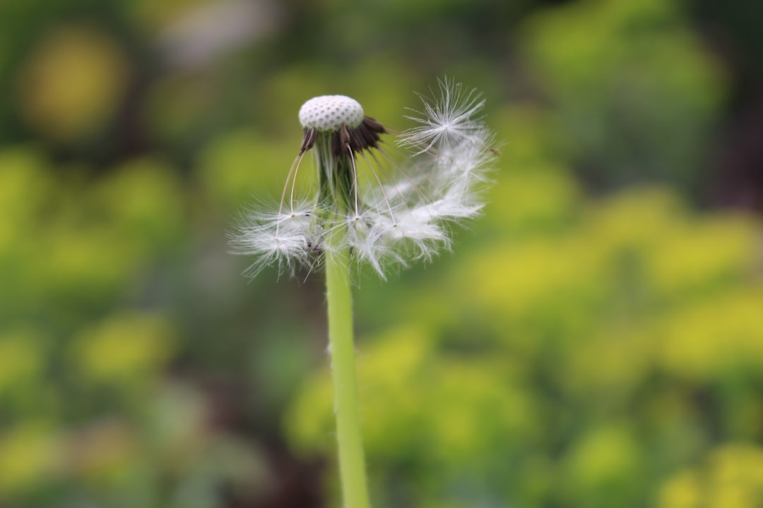 Heavenly Stems