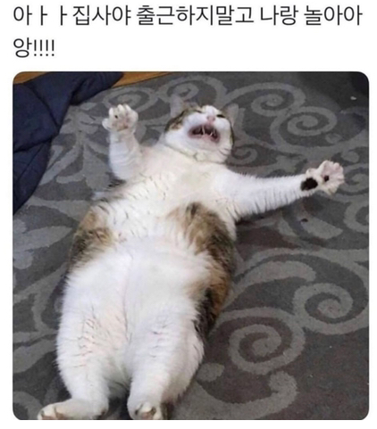  집사야!!!