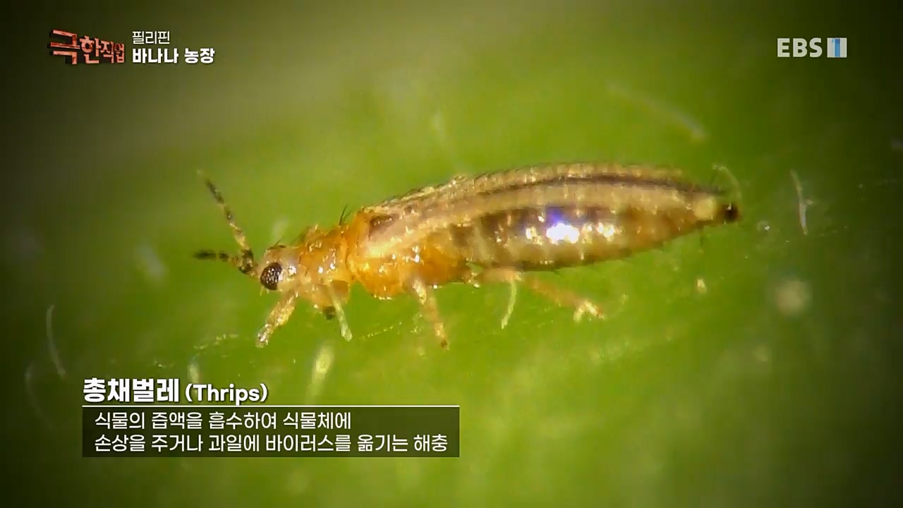 TV - 교육의 중심 EBS필리핀 바나나, 파인애플 농장.mp4_20230302_202900.335.jpg