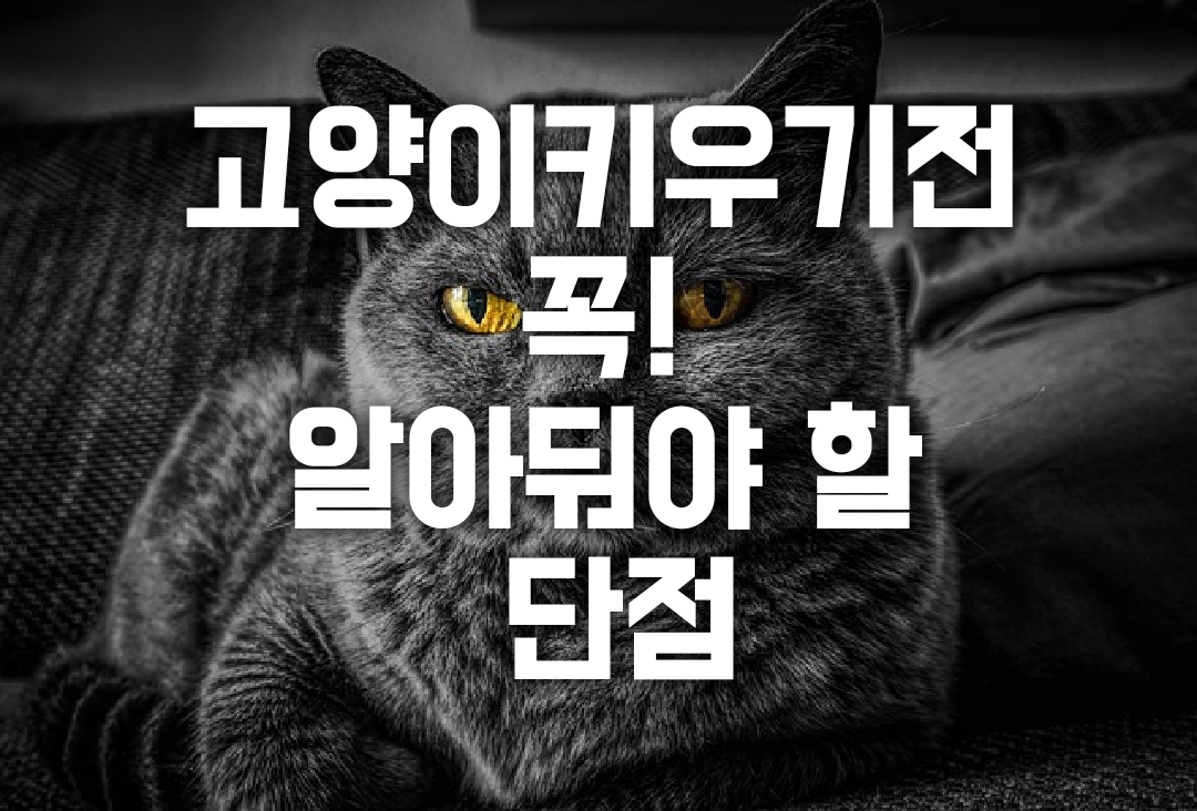  고양이 키우기 전 꼭 알아야 할 단점 8가지~ 1)