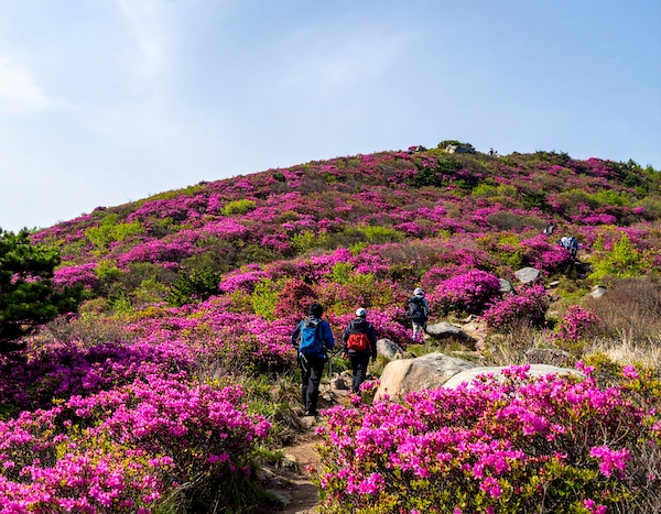 황매산철쭉축제 철쭉길 따라 걷는 등산객들
