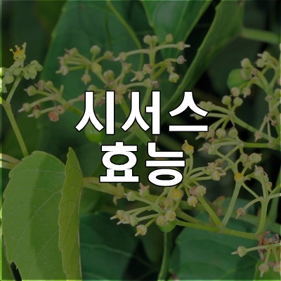 시서스 효능