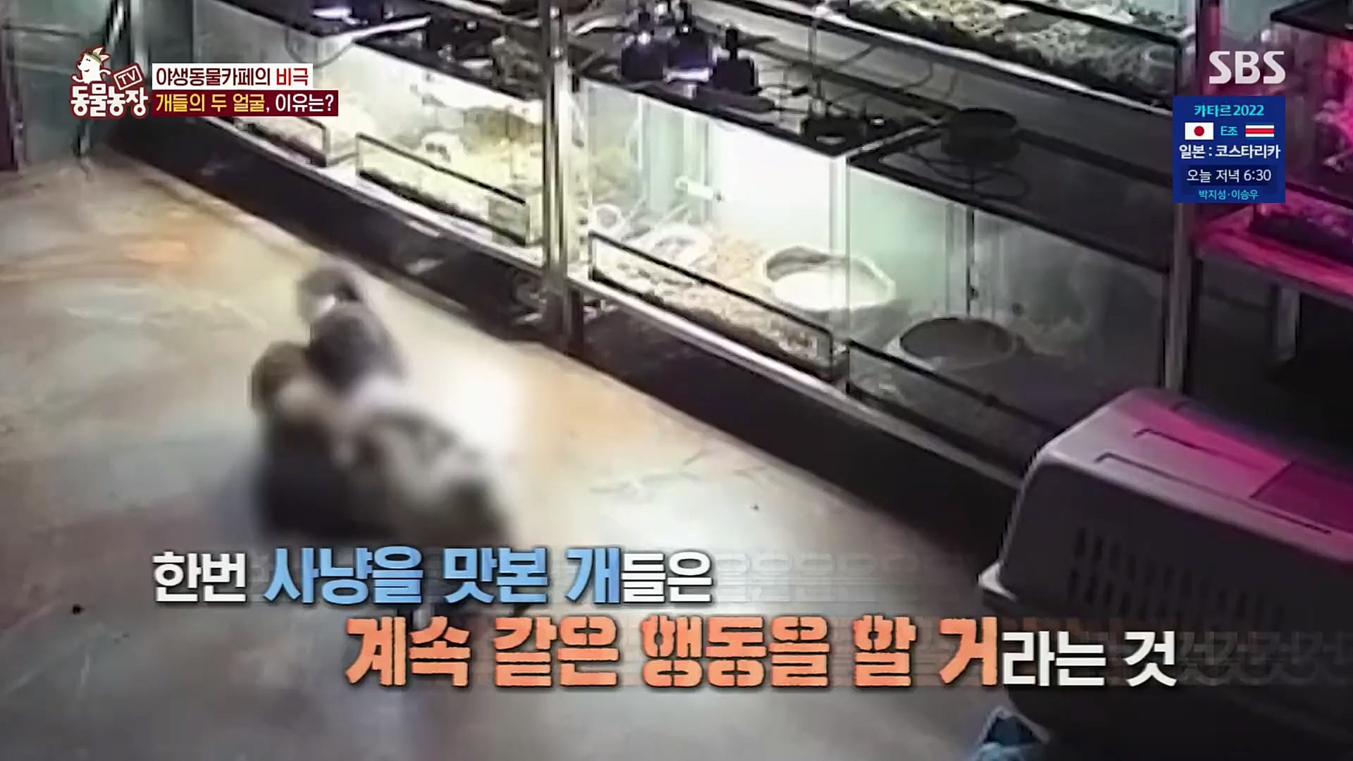 TV 동물농장.E1097.221127p.H264-F1RST.mp4_20221127_181715.038.jpg