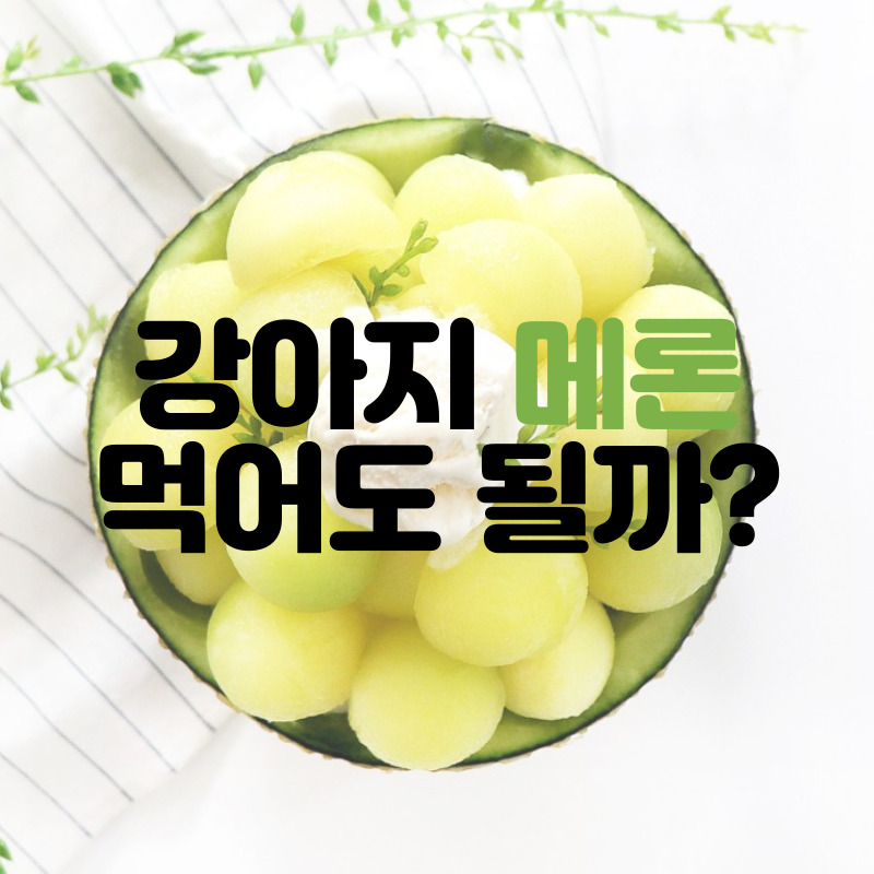  강아지 멜론 줄 때 효능 및 주의사항