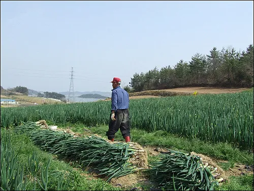 대파 모종 심는 시기