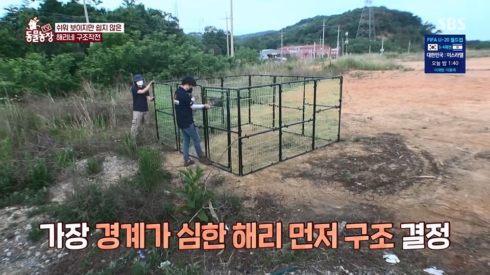 TV 동물농장.E1124.230611p.H264-F1RST.mp4_20230611_173538.290.jpg